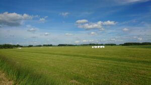 Green grass in Midlothian