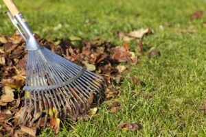 Leaf Removal in Midlothian