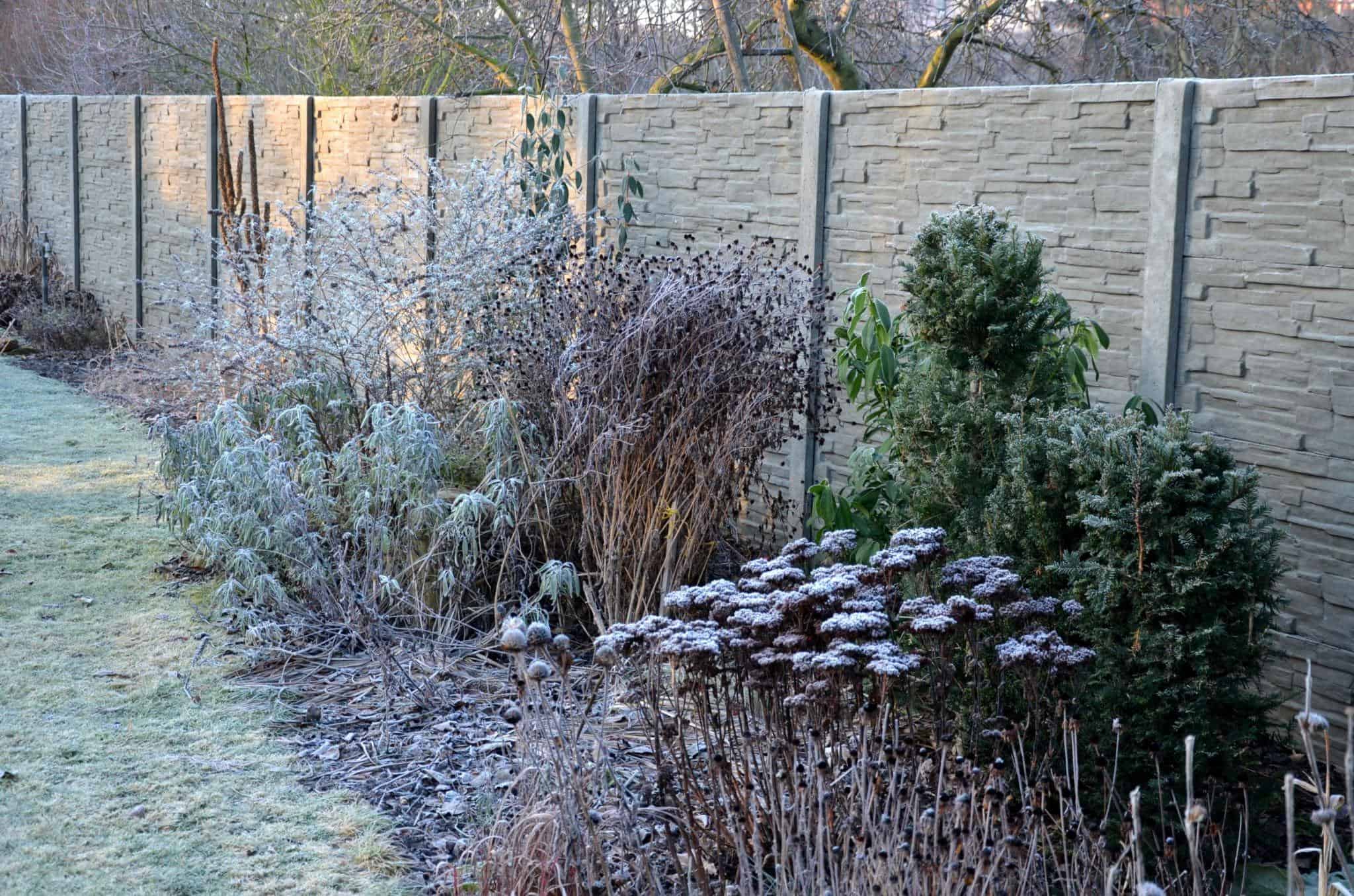 Frost-covered plants in Midlothian