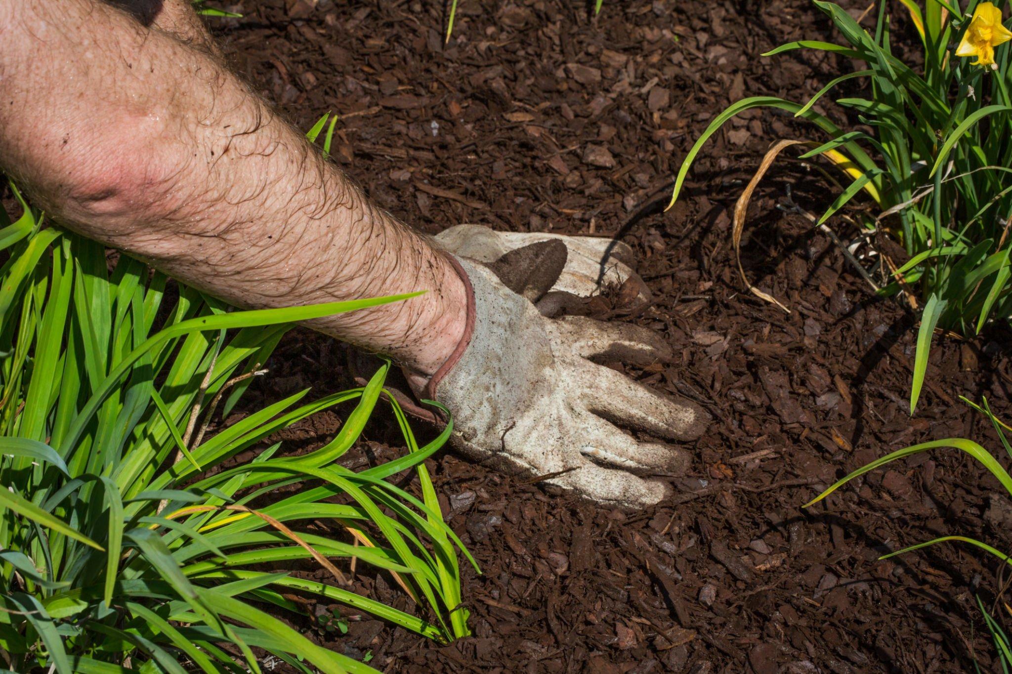 Mulch in landscape bed in Midlothian