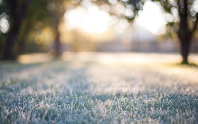 The Ins And Outs Of Winter Lawn Care In Virginia