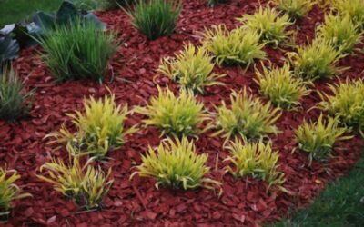 The Benefits of Mulching: A Guide to Creating a Thriving Garden