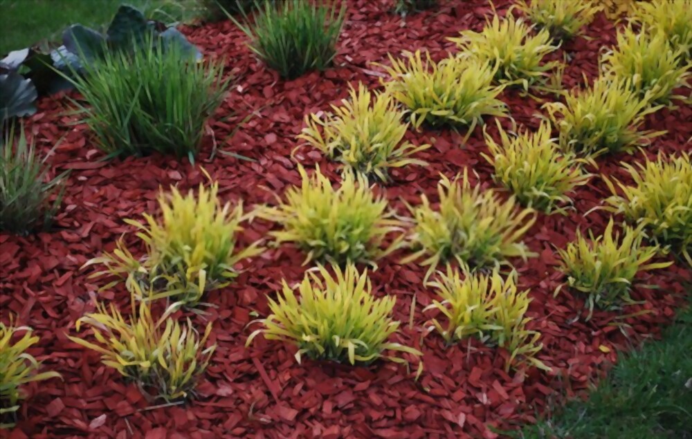 The Benefits of Mulching: A Guide to Creating a Thriving Garden