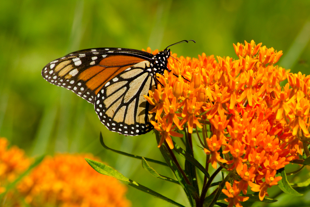 Close-up view of orange butterfly weed flower in bloom in Midlothian