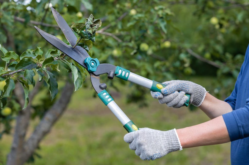 Clippers trimming a shrub