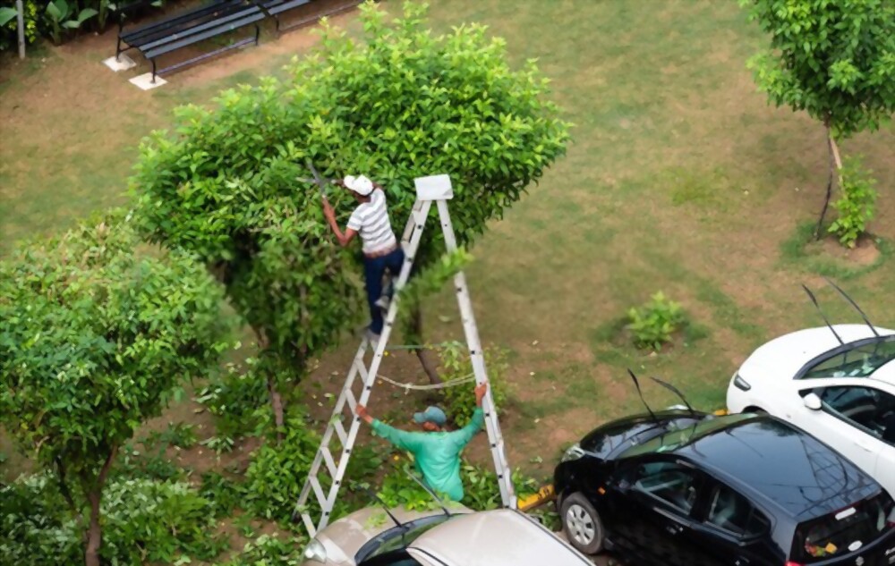 Worker trimming a shrub 