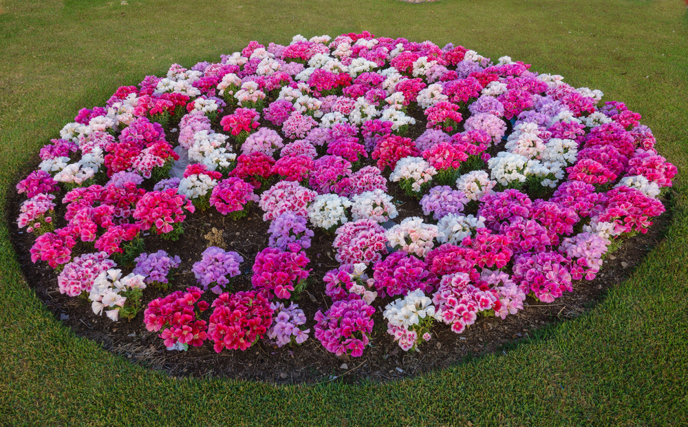 Brown mulch laid in a flowerbed full of brilliant purple, pink, and white flowers in Midlothian, VA