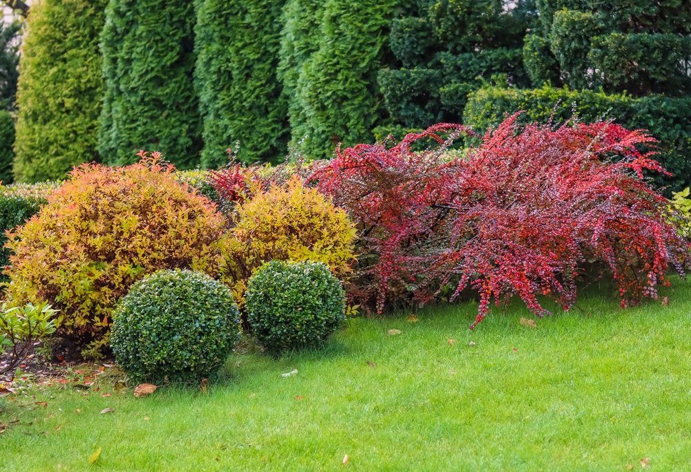 colorful shrubs in landscape