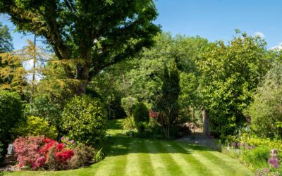 Investing in Lawn Maintenance: Why It is Worth It?