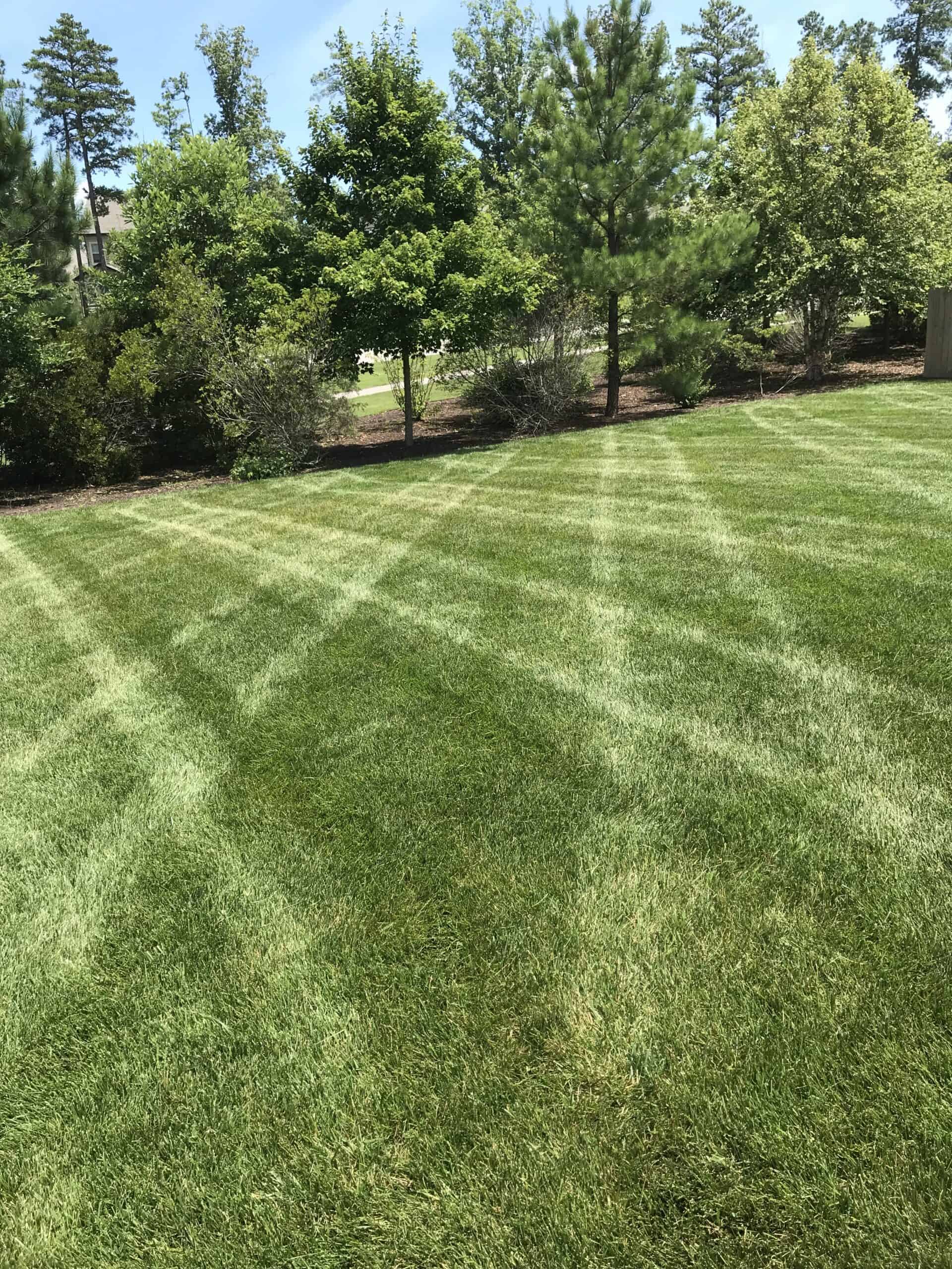 a lawn with a line of evergreen trees and a zig-zag mowing pattern