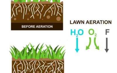 Aeration Breakdown: Understanding the Core Benefits