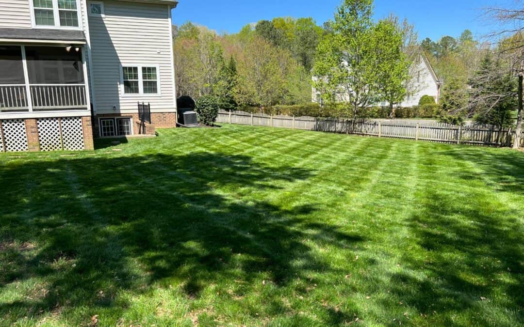 Lawn Care Myths Busted: What Really Works