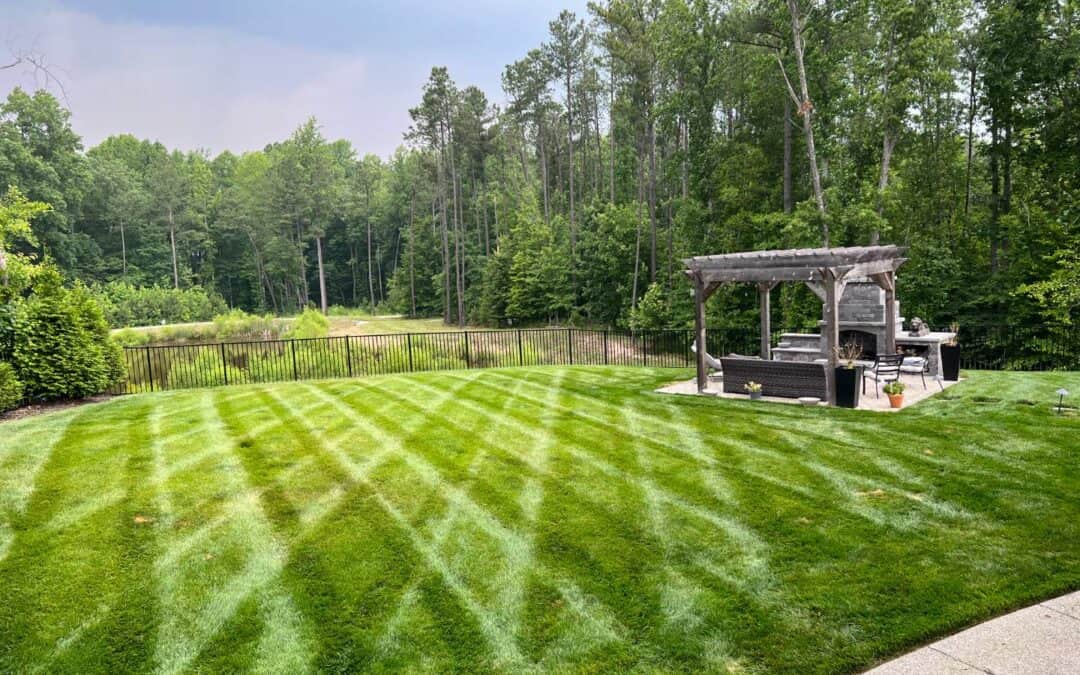 How to Create a Lawn with Low Lawn Maintenance