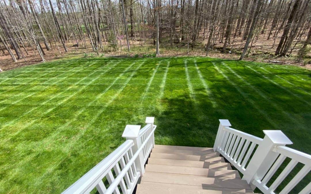 The Science of Lawn Care: Understanding Grass Growth