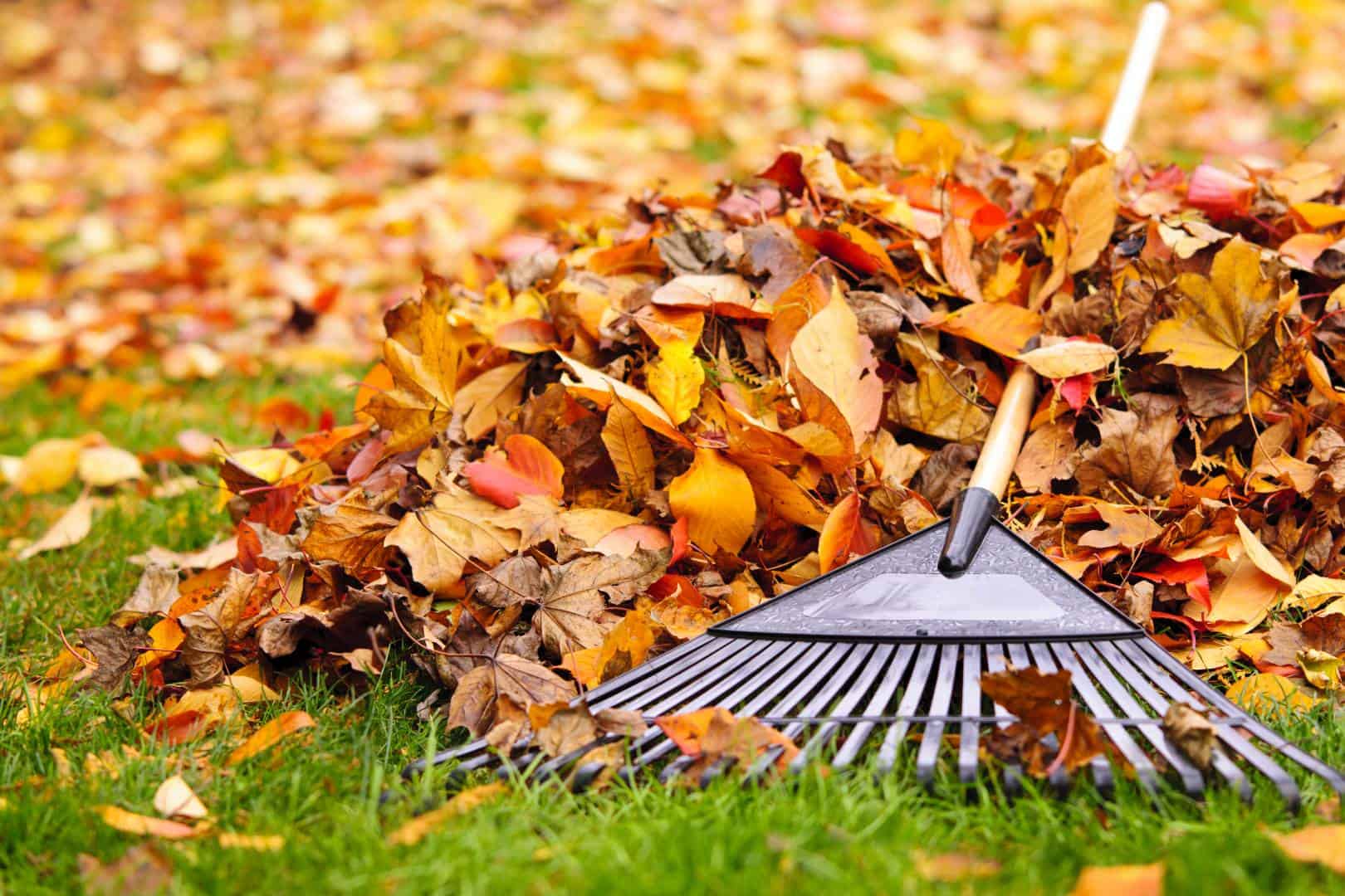 professional leaf removal company near me in Midlothian, Woodlake, and Brandermill, VA<br />
