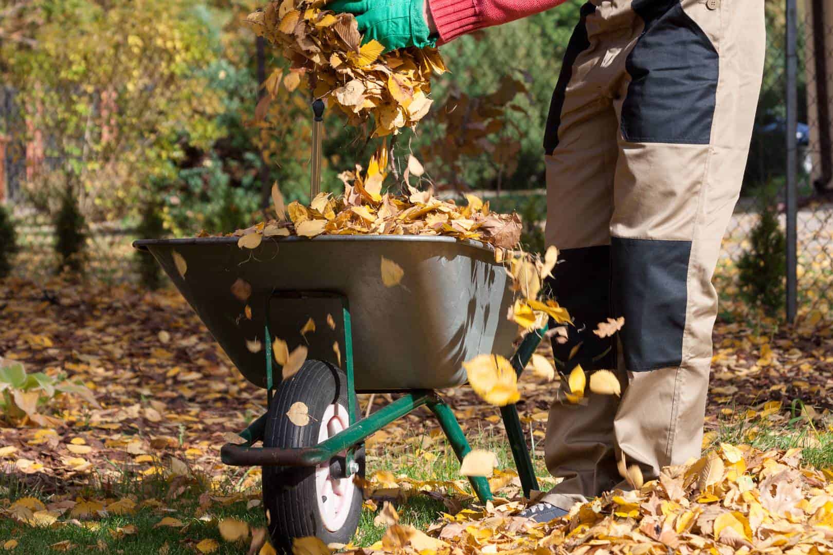 efficient leaf removal professionals in Midlothian, Woodlake, and Brandermill, Virginia