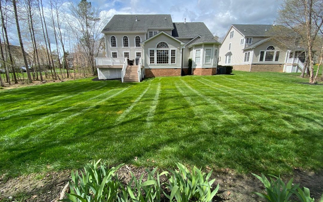 5 Steps for Proper Lawn Care: A Guide to a Healthy, Lush Lawn